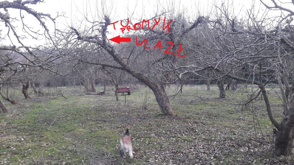 Sad w trakcie przecinki, niezidentyfikowany obiekt biegający na przedzie