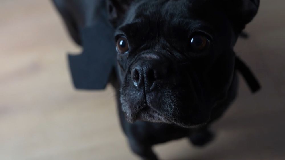 Chien costumé