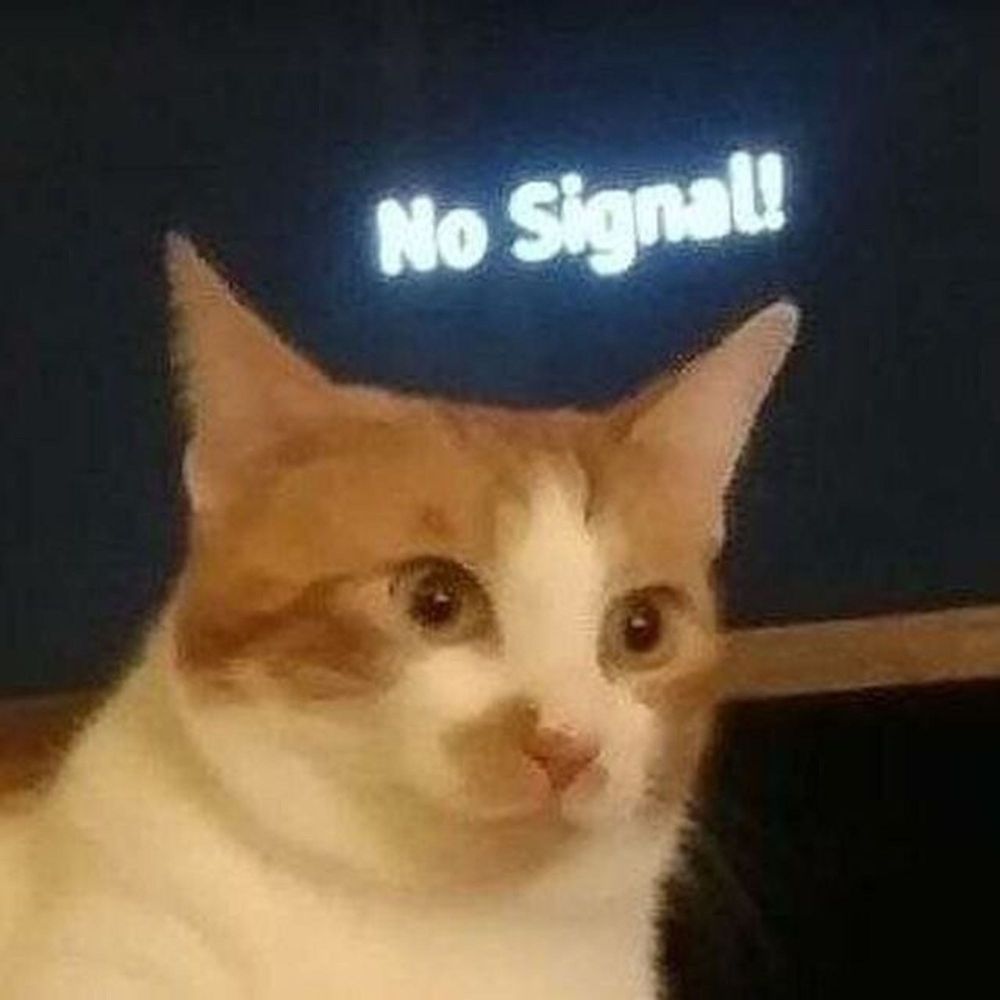 An orange and white cat sits looking very confused in front of a black TV screen with only the words "No Signal!" Seeming to appear directly over the cat's head.