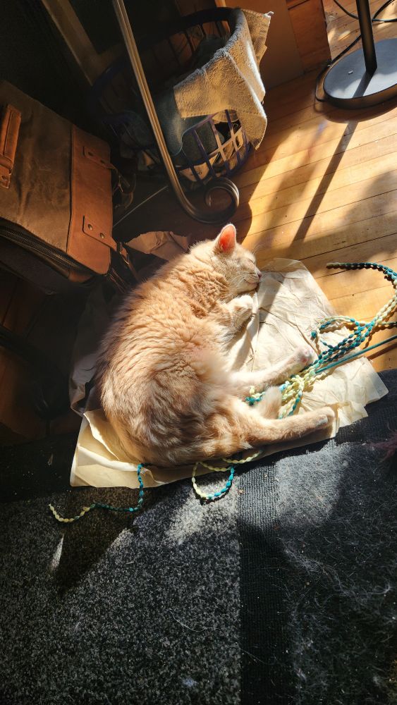 An orange cat sleeping on a toy in a sunbeam 