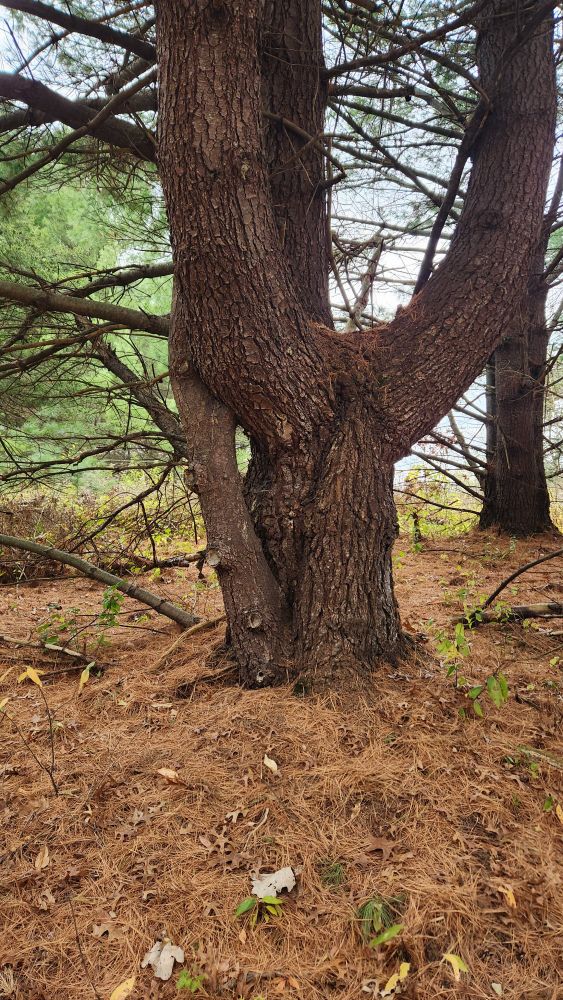 A tree twisting in on itself