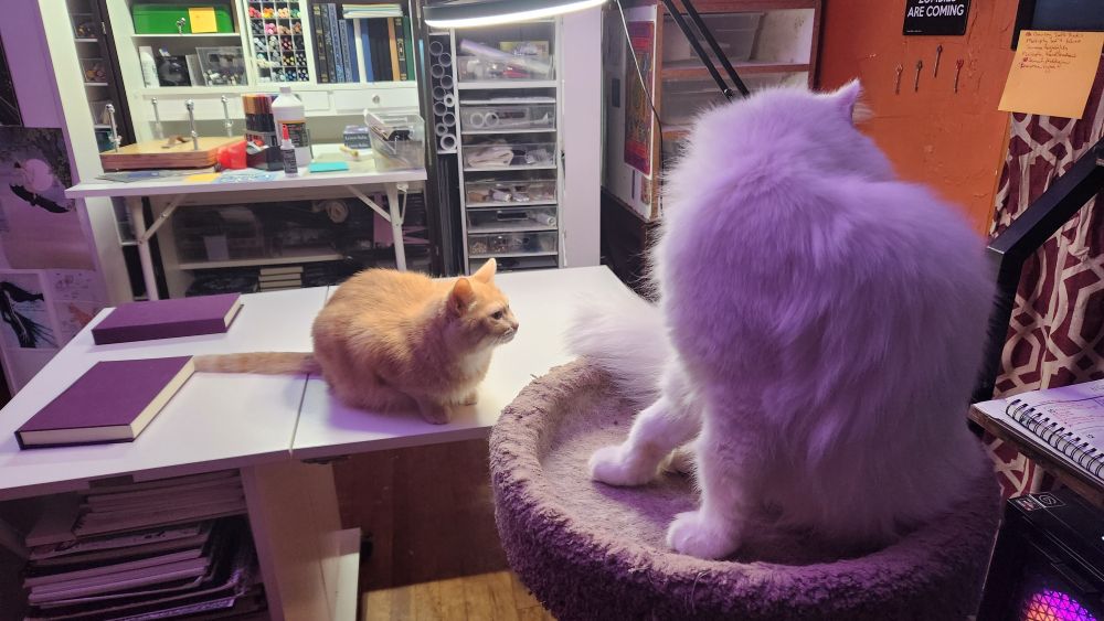 A cat sits bathing on a cat tower while another sits beneath a ring light on a table.