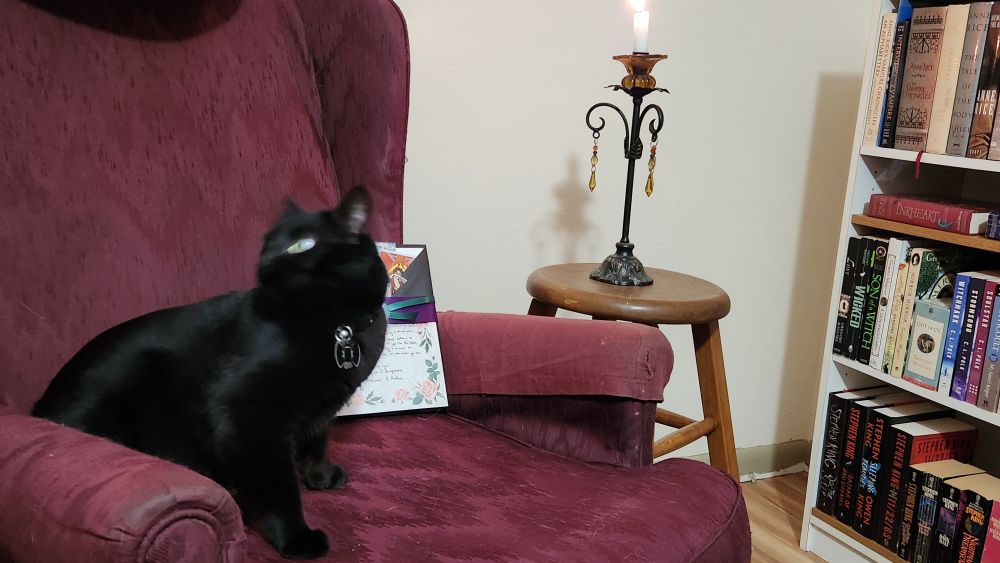 A black cat blurred in motion