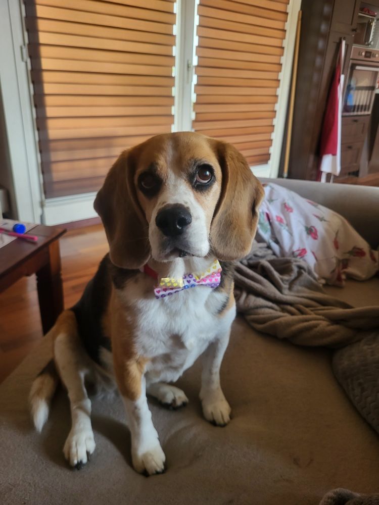 Vicky, ein Beagle mit einer Regenbogen Schleife um den Hals, wie sie auf einem Sofa sitzt