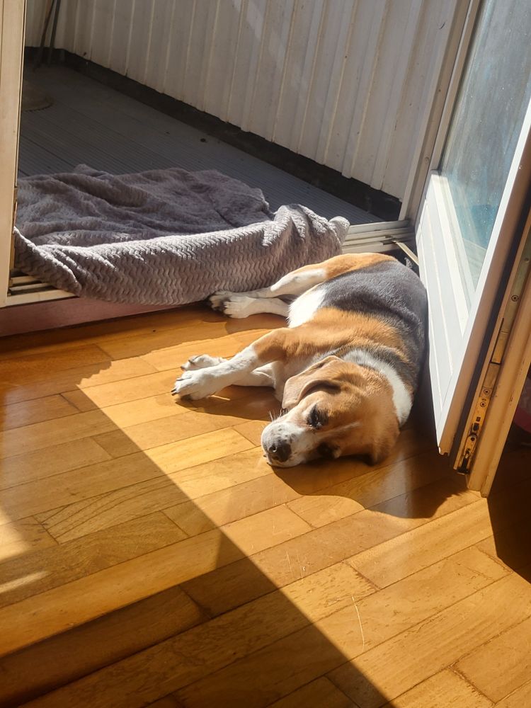 Ein beagle liegt auf dem Boden neben einer Decke