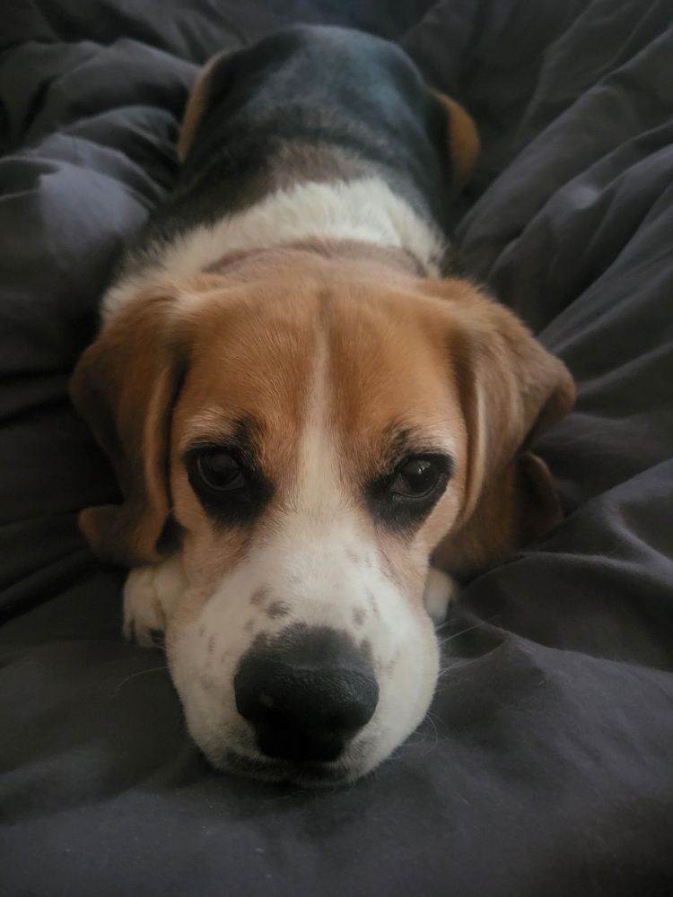 Ein Beagle der sehr traurig guckt