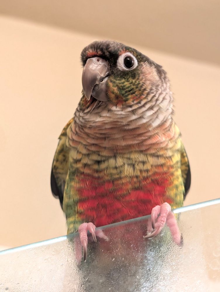A colorful green-cheek conure is perched on the edge of a glass shower door. The bird has bright red feathers on its belly, green and yellow feathers on its wings and chest, and a grayish head with white and black markings around the eyes. His pink feet grip the glass edge, and the background is a softly lit beige wall. The photo captures the parrot in sharp detail, with a curious expression on its face,, with it's head tilted to the side.
