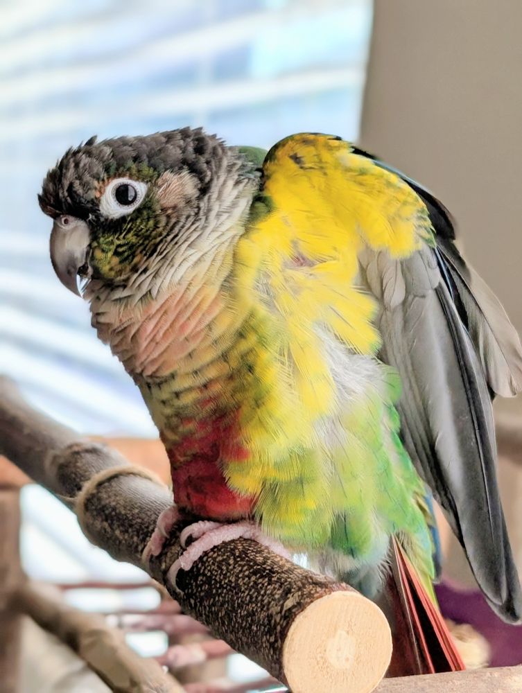 A close-up photo of a small green cheek conure, a parrot, perched on a wooden branch indoors. The bird has a mix of vibrant colors: green wings, a yellow chest with hints of red, a pinkish throat, and a grayish-brown head with white eye rings. The bird has light pink cheeks. The bird is prominently lifting its wings vertically, revealing the bright yellow feathers under its wings. The background shows blurred light from a window with blinds.

