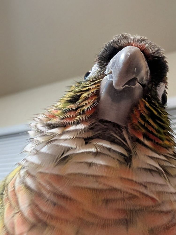 A close-up photo of a colorful green cheek parrot taken from below, showing its curved gray beak prominently in the center. The bird’s feathers are fluffed out, displaying shades of green, yellow, pink, and red with a layered, textured look. Its dark eyes are partly visible near the top right of the photo and are outlined in white skin. The bird's head is slight cocked to the right , meaning him look a little silly. The background is a softly blurred indoor living room setting with a brown wall and white window blinds.

