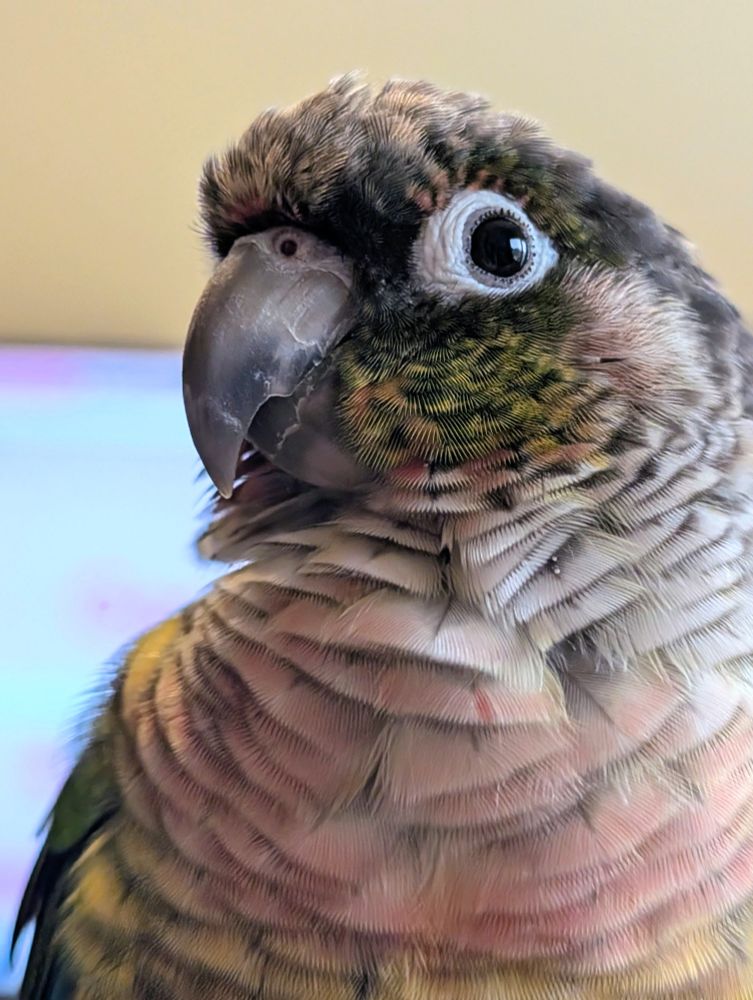 A close-up photo of a green-cheek conure showing detailed textures of its feathers. The bird has a dark gray curved beak, white ring around its eye, and a mix of green, yellow, and reddish-pink feathers on its chest and body. The bird head is turned, showing only one side of its head. The background is softly blurred, making the bird the clear focal point of the image.