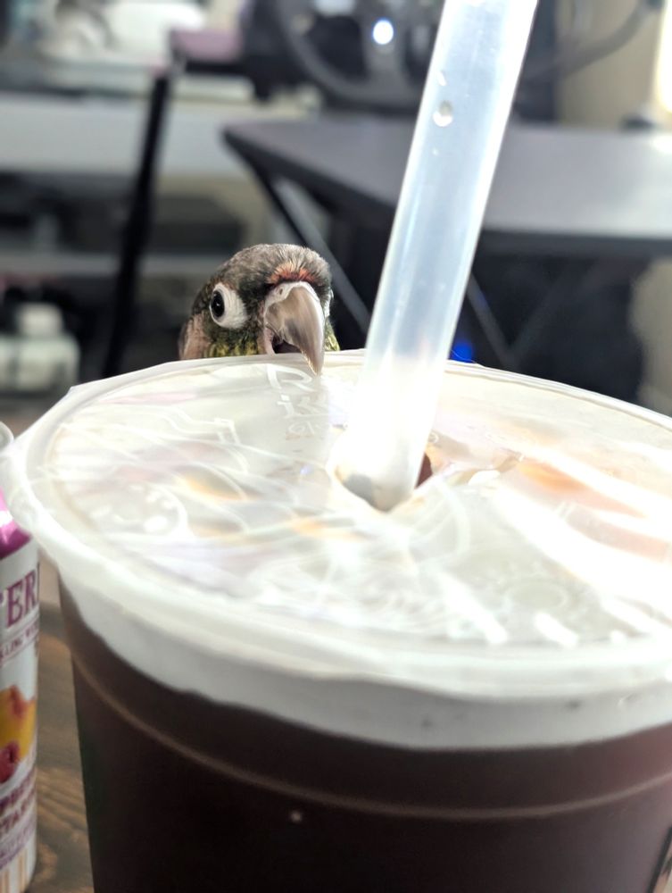 A curious green-cheeked conure peeks over the edge of a plastic cup, attempting to nibble its way through the sealed thin plastic lid of a boba tea. The bird's beak is slightly open, and its eyes are focused on the drink. The background is slightly blurred, showing an indoor setting with a desk and various objects. The bird has a grayish head, a small red dot right above its beak, and pink cheeks. It's eyes are outlined in skin white.