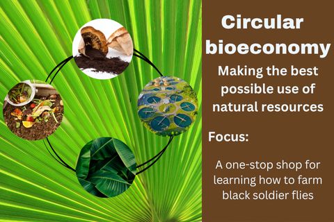 "Circular bioeconomy – making the best possible use of natural resources. Focus: a one-stop shop for learning how to farm black soldier flies". Images of coffee grounds, food waste, banana leaves and sewage ponds.