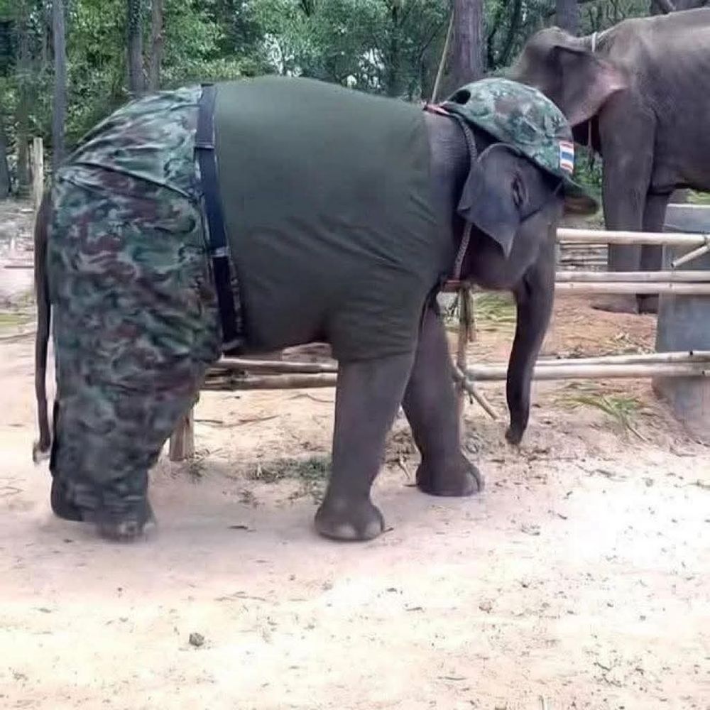 Um elefante vestindo calças camufladas (nas patas traseiras), camiseta verde musgo e um boné camuflado