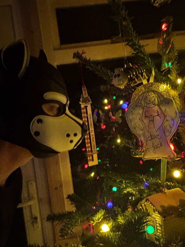 Turbo Pup examining the Christmas Tree