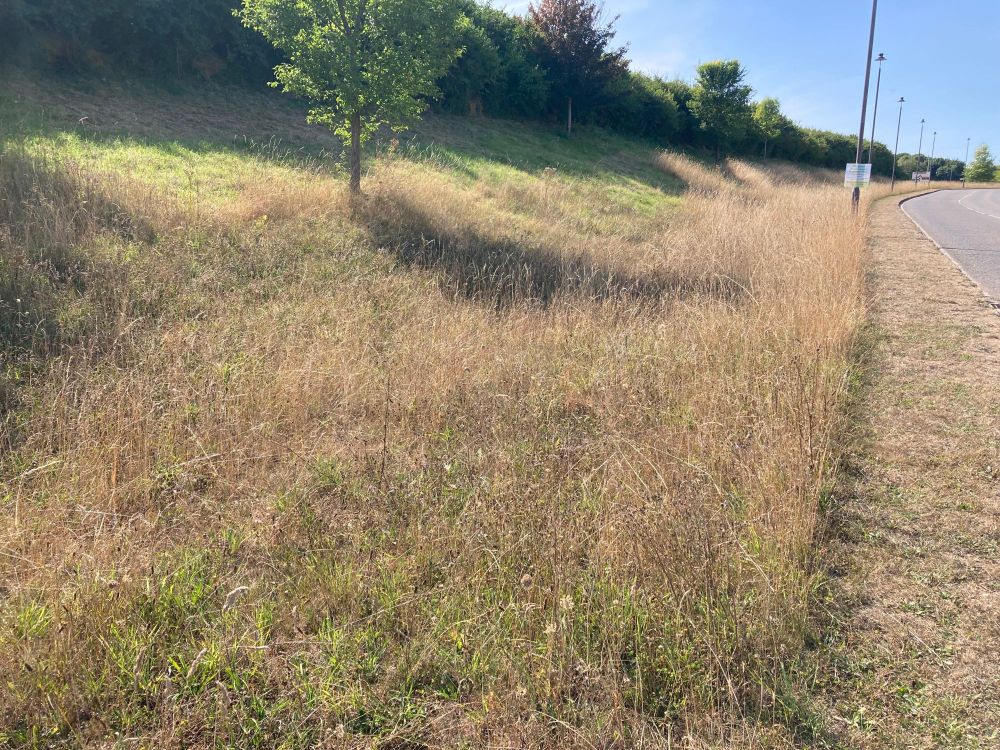 Middle Farm Way Poundbury, looking very dry July 2025