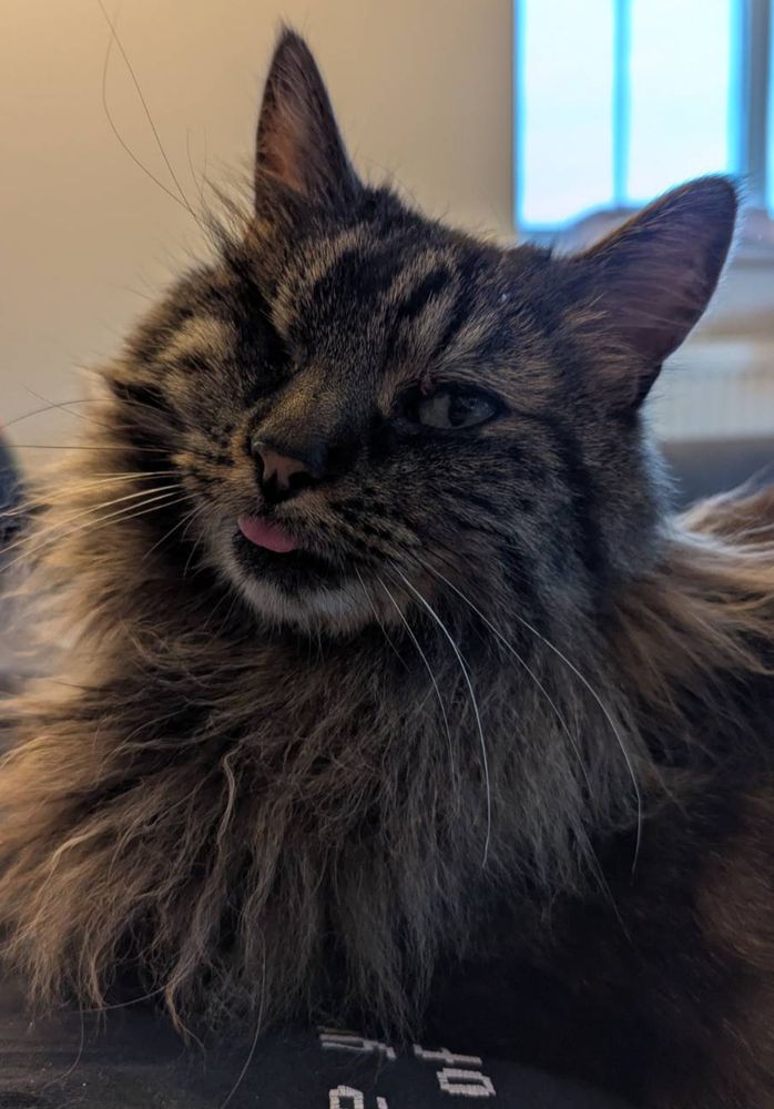 A fluffy, one-eyed tabby cat in loaf position is posing for the camera very elegantly. However, she is also sticking her tongue out, removing some of the elegance. 