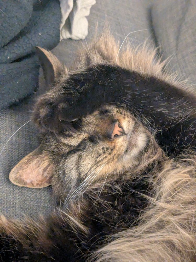 A close-up photo of the face of a long-haired brown tabby cat sleeping. She has her paw over her face to minimise disturbance. She is sleeping on a grey fabric sofa. 