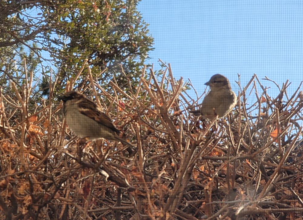 A pair of house sparrows perched next to each other on a bush