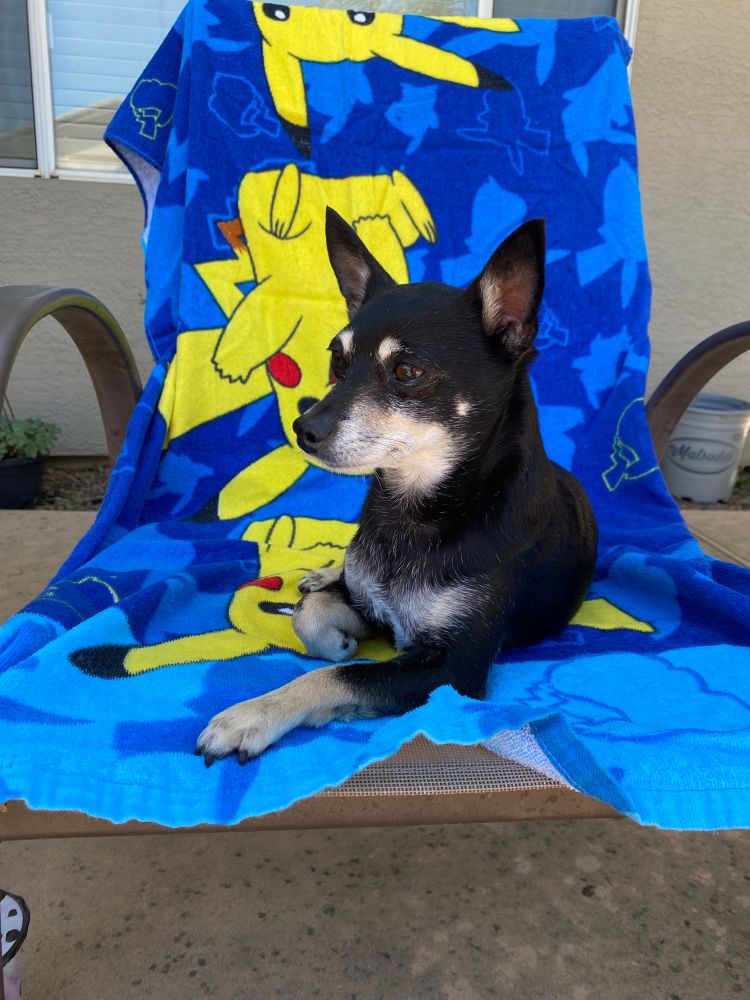 Black/black-tan Chihuahua laying down on patio pool chair. Chair is covered with a blue beach towel with a pattern of 3 large yellow Pikachu from Pokémon and blue Pikachu shadows printed all over