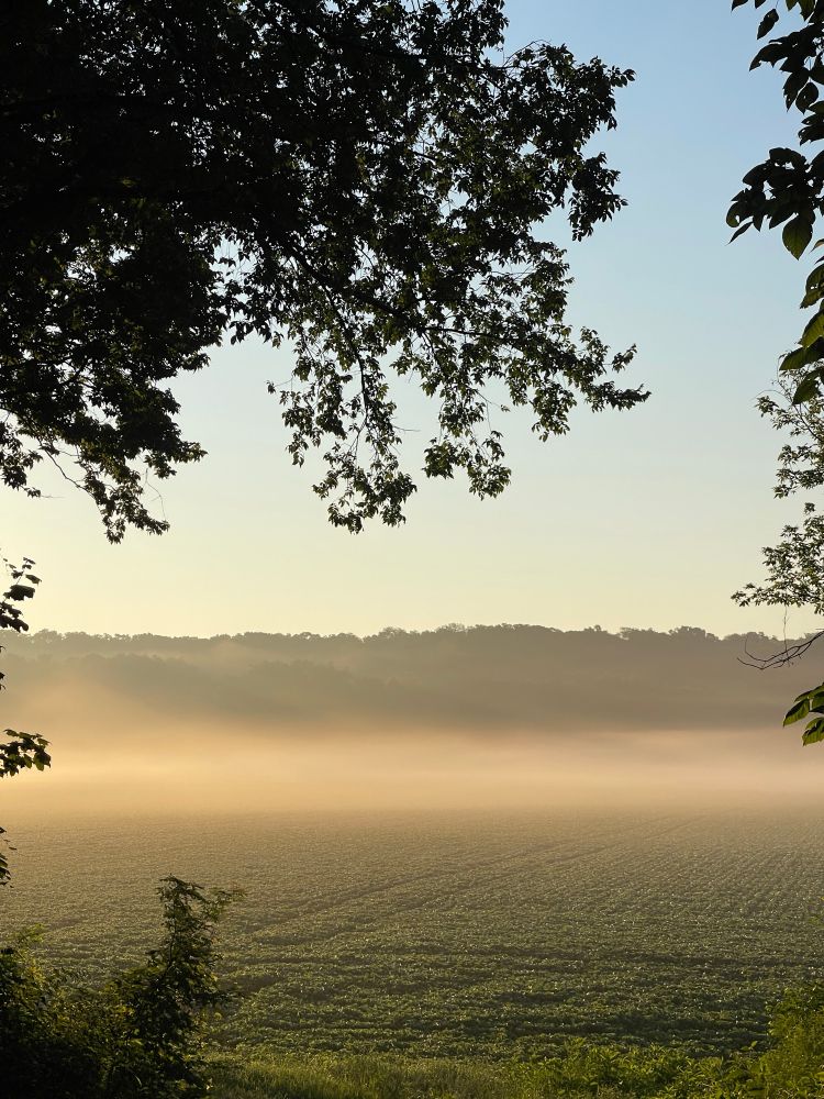Fog that is actually corn sweat over a corn field while the sun is rising. 