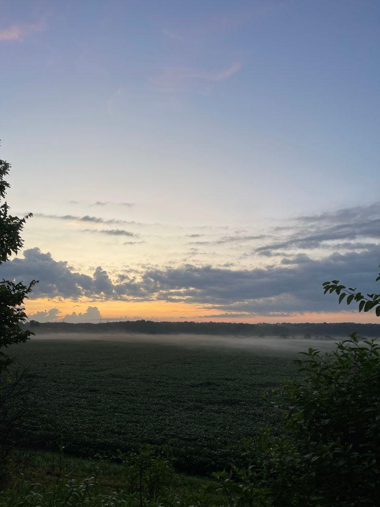 A soybean field as the sun rises. 