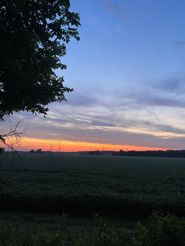 The sunrise over a soybean field. 