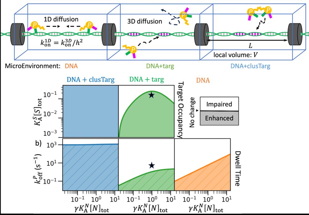 Proteins can form dimers and bind DNA specifically and nonspecifically, exploiting 3D and 1D diffusion. This can drives both enhanced and impaired dwell time and target occupancy depending on spacing between specific targets.