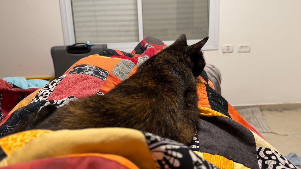 Mačka cat melting into my lap in bed