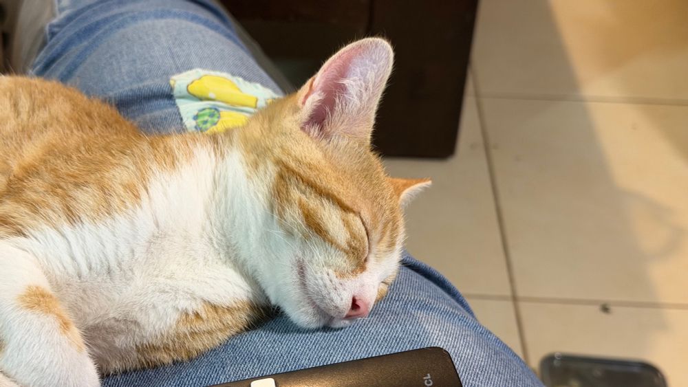 Raul ginger kitty grinning in his sleep