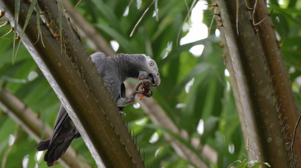 Re-wilding Liberia: Endangered Parrots Get A Second Chance At Life In The Wild - FrontPageAfrica