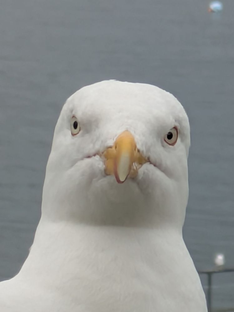 A close up photo of Lady Apples the herring gull who was sat on the balcony railing