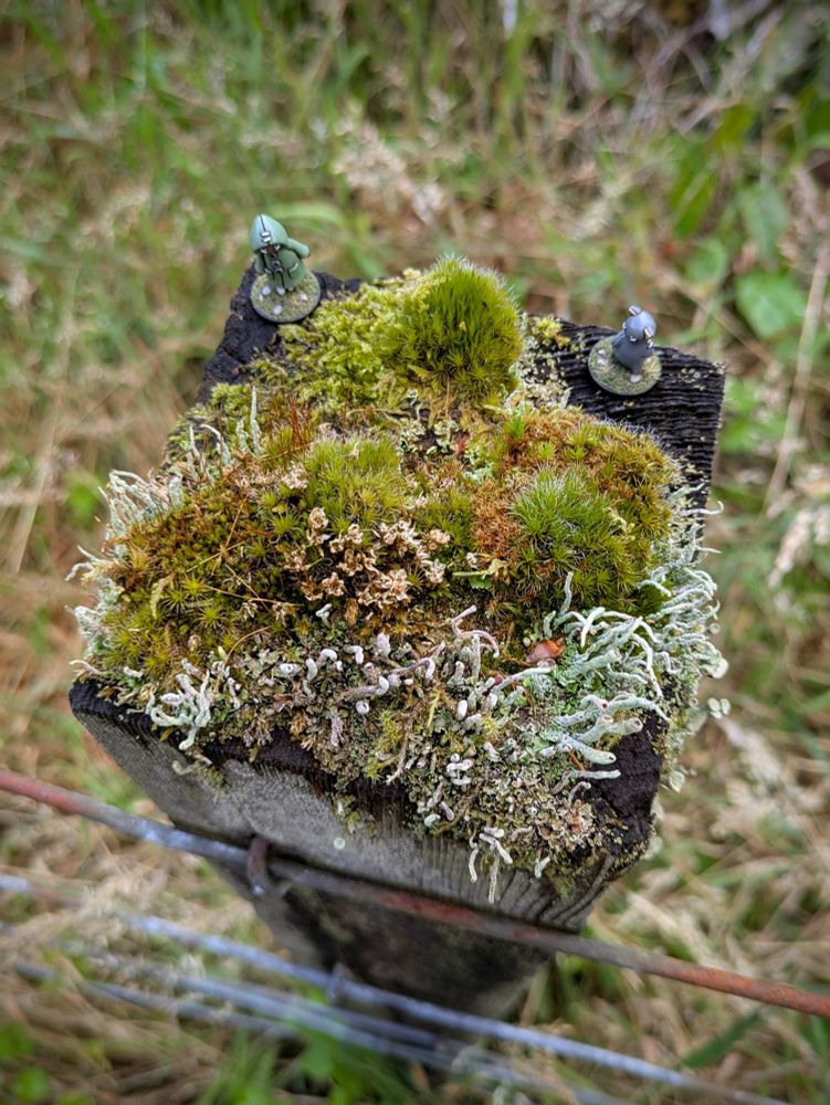 Miniatures of a cloth doll wearing a green hooded coat and a grey beanbag cat inspect the moss and lichen growing on top of a fence post.
