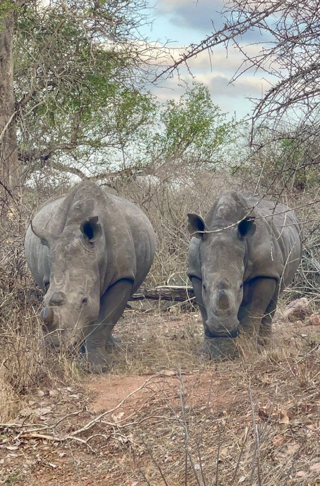 Two rhinos side by side, one slightly smaller than the other, approaching the camera face on. 