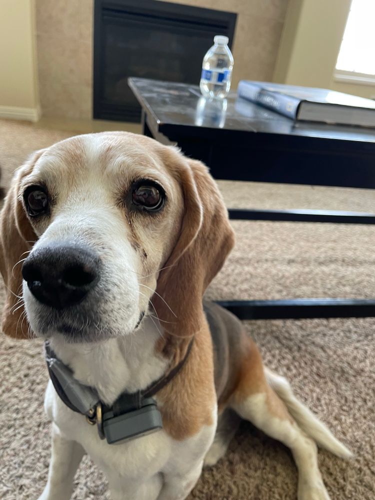 My Beagle named Max.