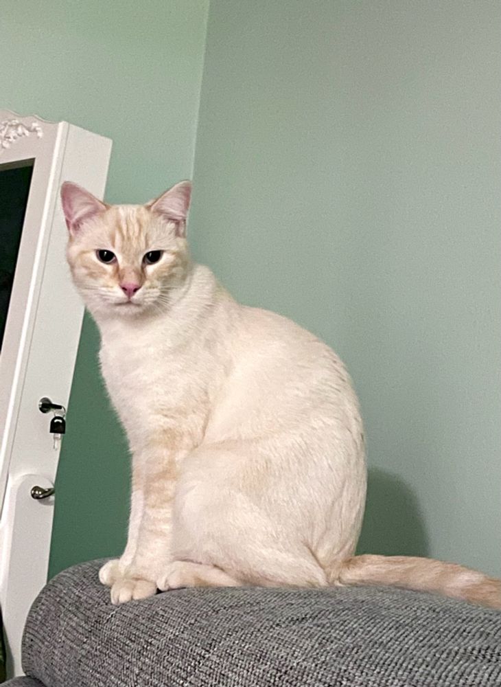 White cat sitting.