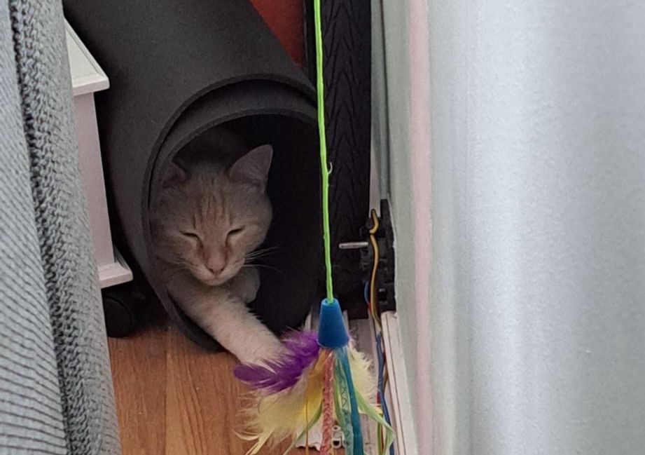 White cat sleeping in a yoga mat.