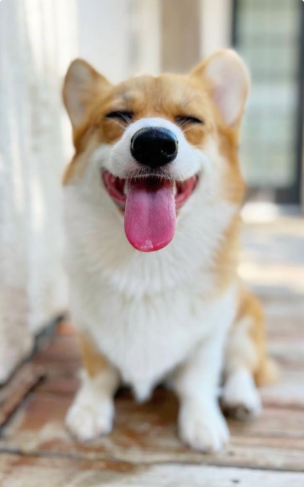 Corgi, as noted: very happy
