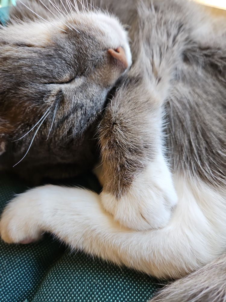 Grey cat with white socks, curled up, sleeping.