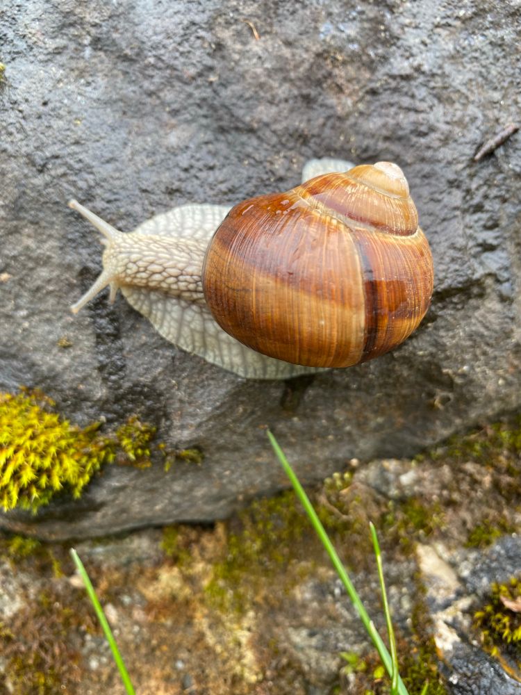 A beautiful shiny snail, warm brown striped shell, beigey head and foot, walking around on a wet grey rock. Theres some bright green moss in the lower left corner that makes the whole thing pop!