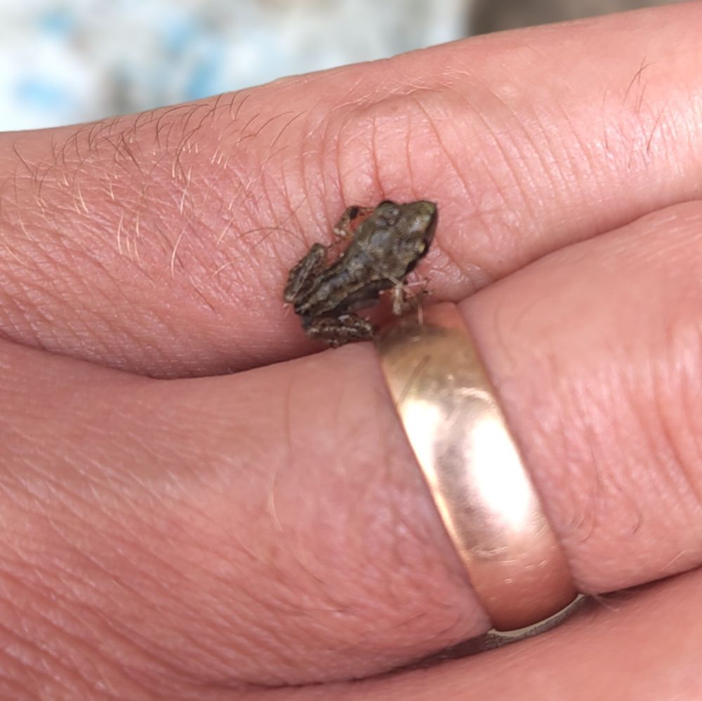 Tiny frog on the back of my hand - it's less than half the width of my little finger, and I have slender fingers.