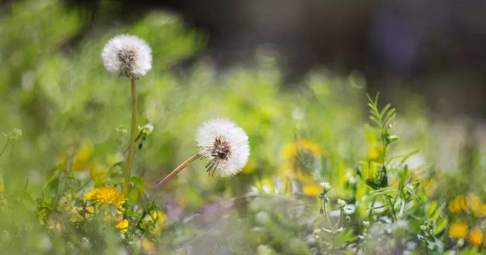 Gardeners urged to do one simple job this month to save hidden animals