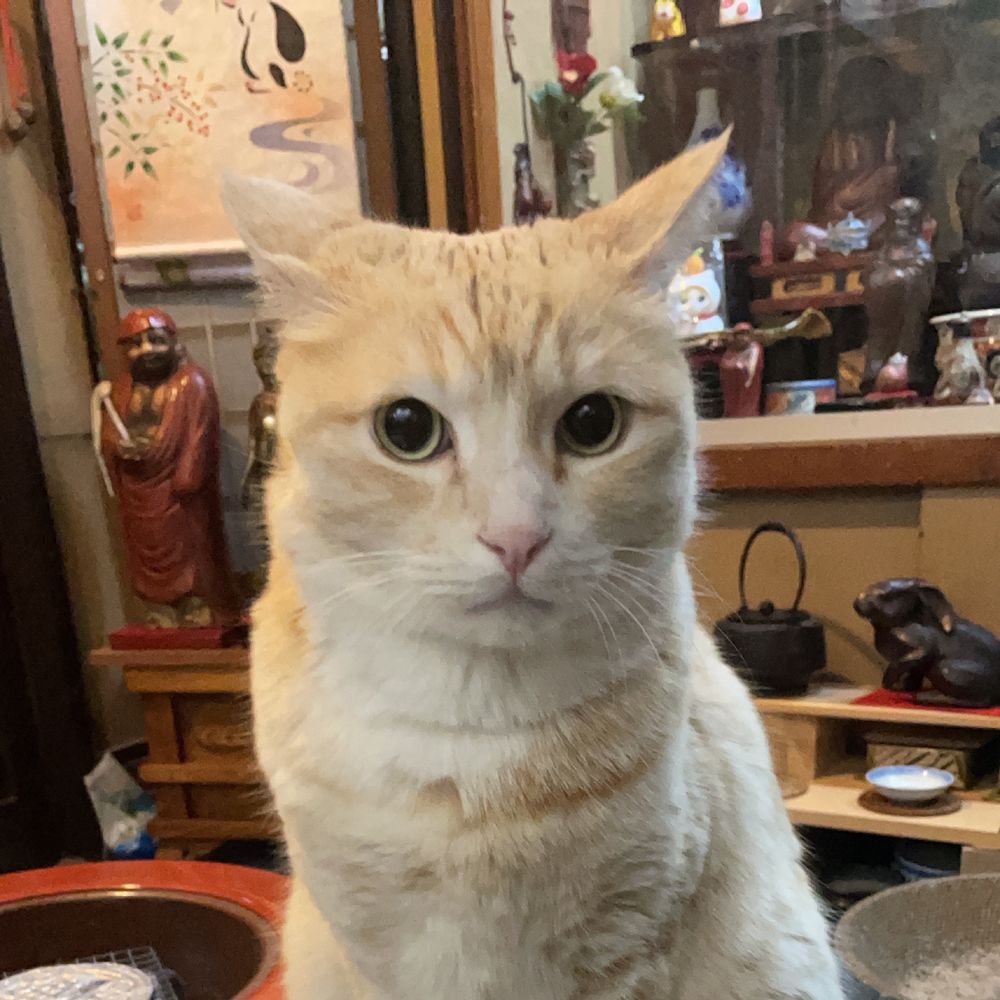 じいちゃんの古道具屋さんの看板猫、ちゃちゃ！