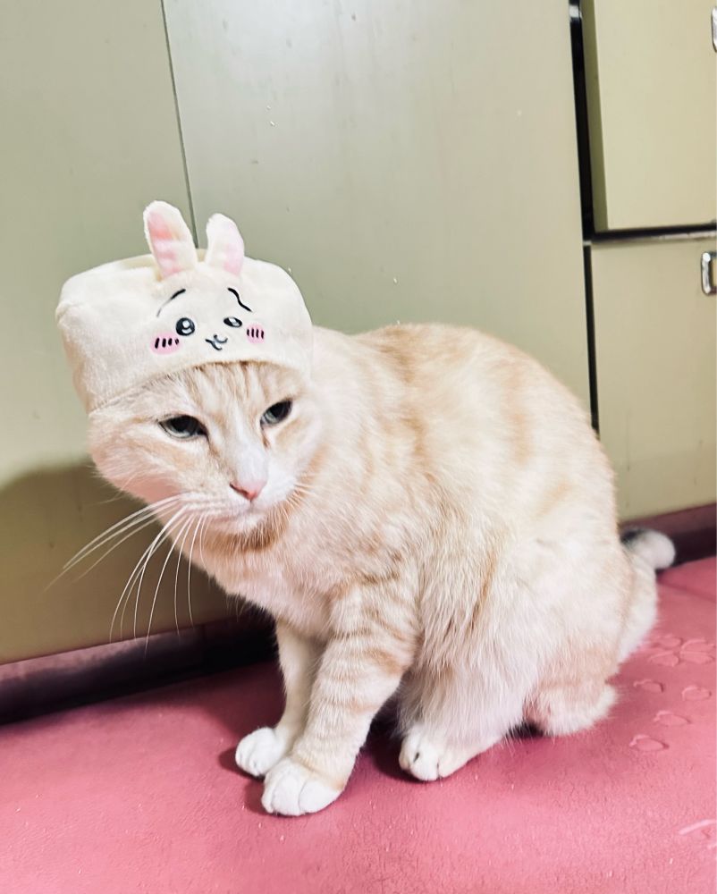 ねこのかぶりもの(ちいかわ)のうさぎを被せたねこ。猫の名前はチャチャ！