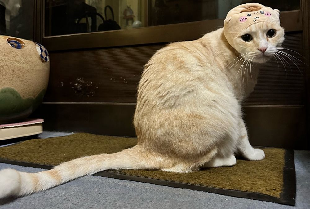 ねこのかぶりもの(ちいかわ)のくりまんじゅうを被せた猫、チャチャ！ちょっと悲しそうな目で見つめてきてる