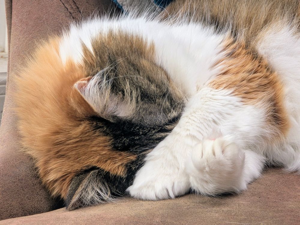 a snoozing calico cat, covering her eyes with her paws
