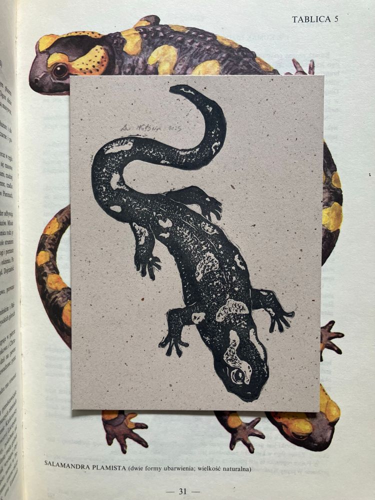 a relief print printed with grey ink on speckled brown paper showing a fire salamander. in the background, there are science illustrations of spotted salamanders
