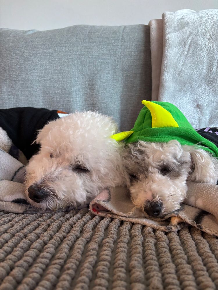 Casper the Bichon and Elias the miniature white-and-gray poodle laying down on the couch, snuggling next to each other. They're in their Halloween sweaters 