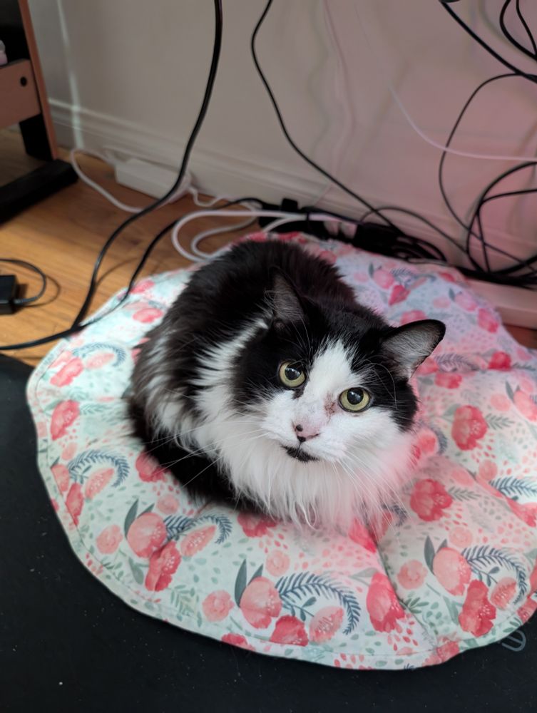 A picture of a black and white cat 