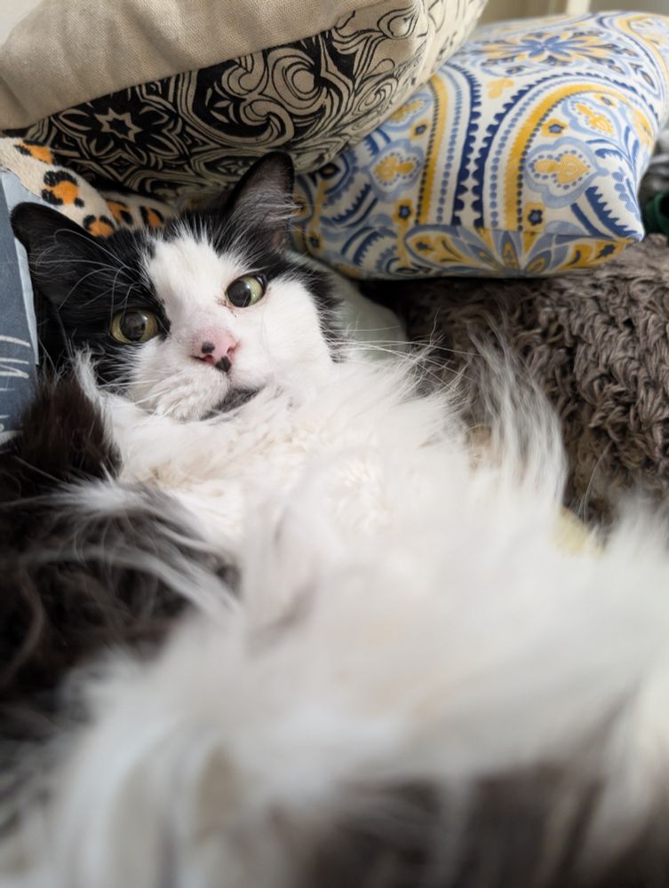 A picture of a black and white cat 