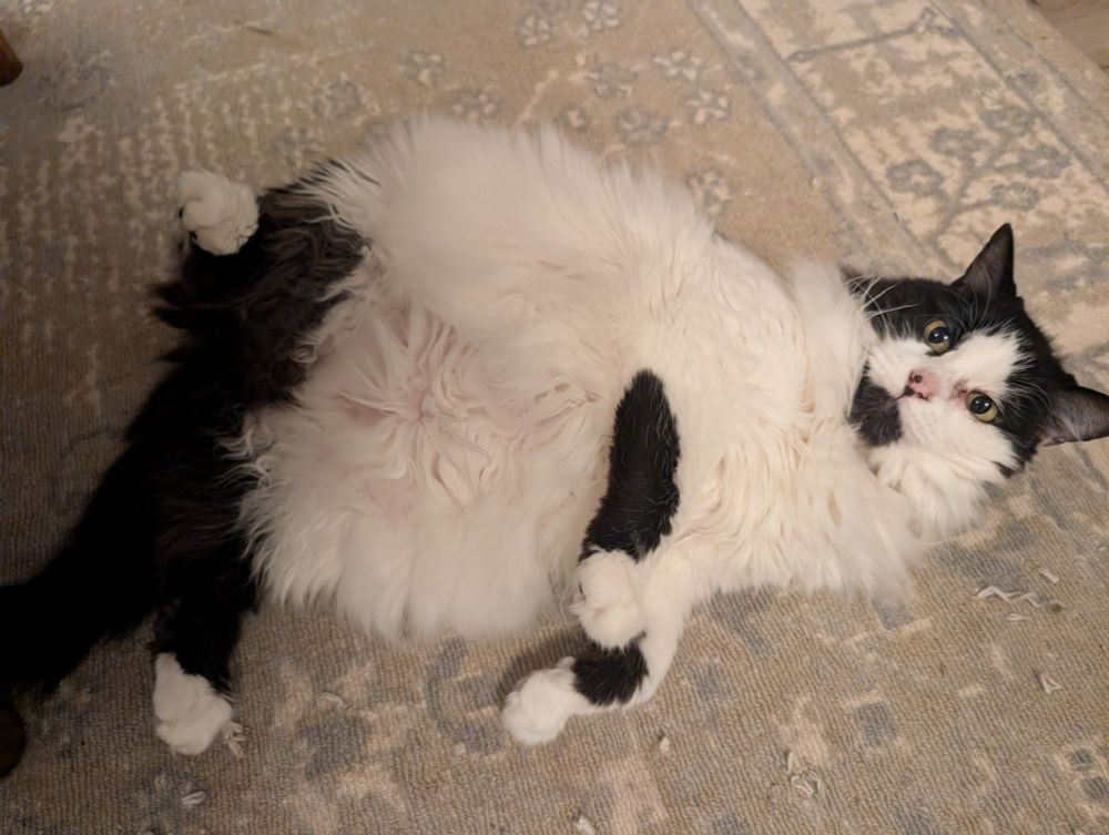 A picture of a black and white cat 